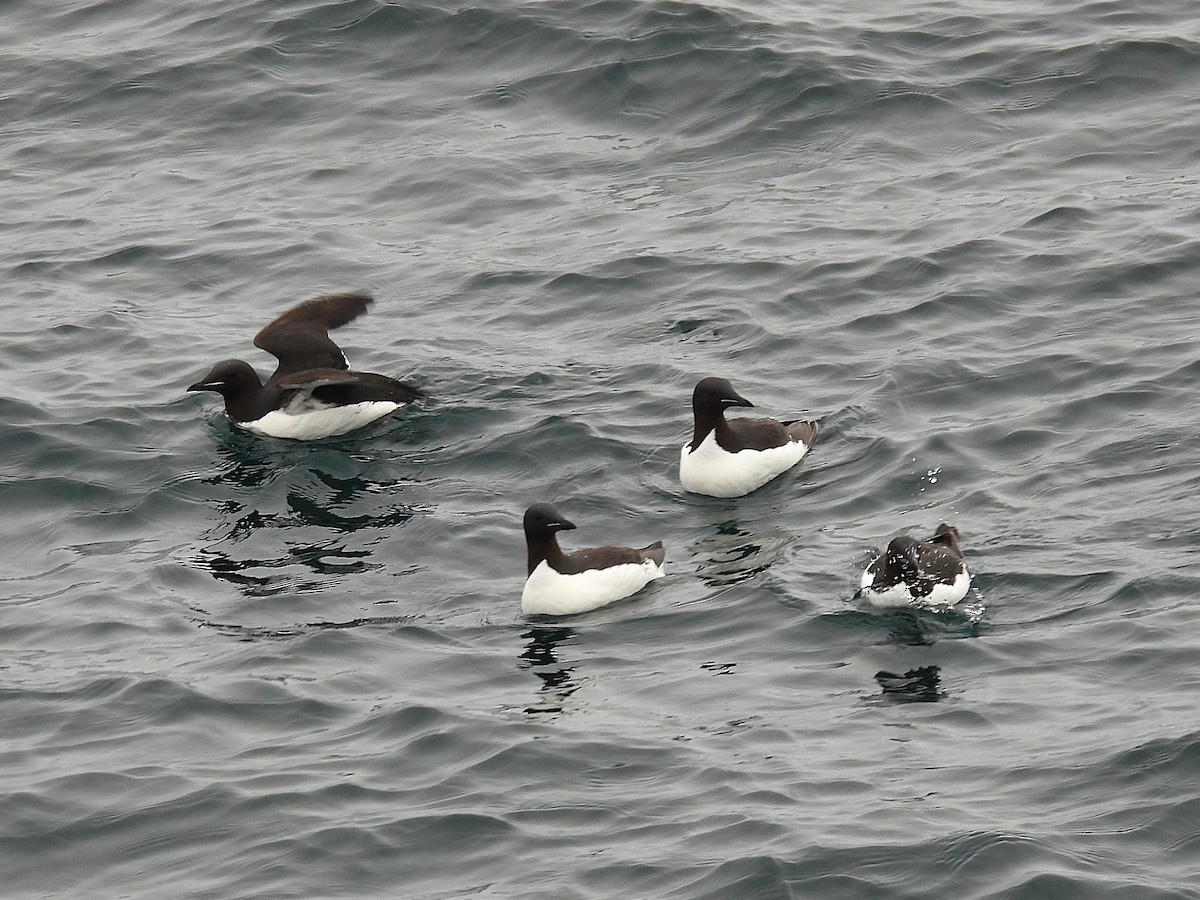 Thick-billed Murre - ML638226607