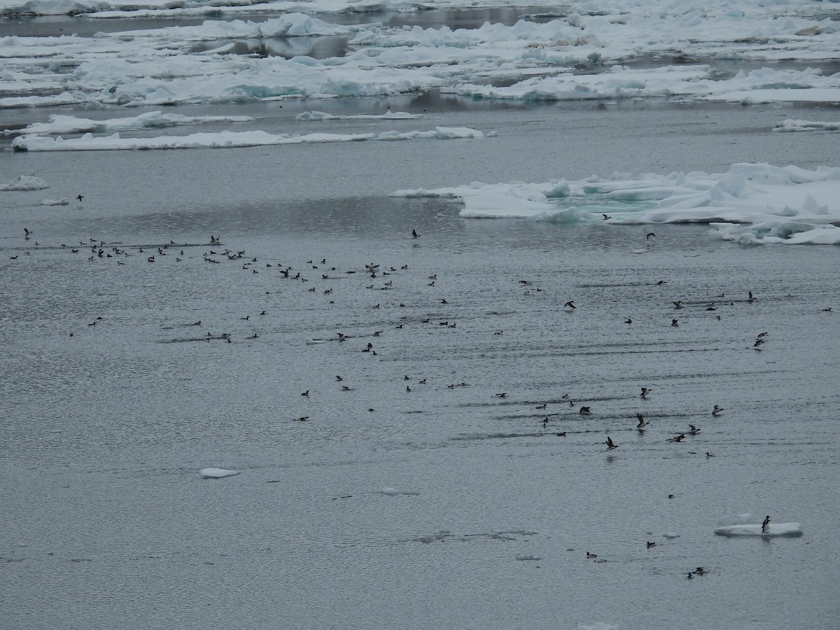 Thick-billed Murre - ML638226608