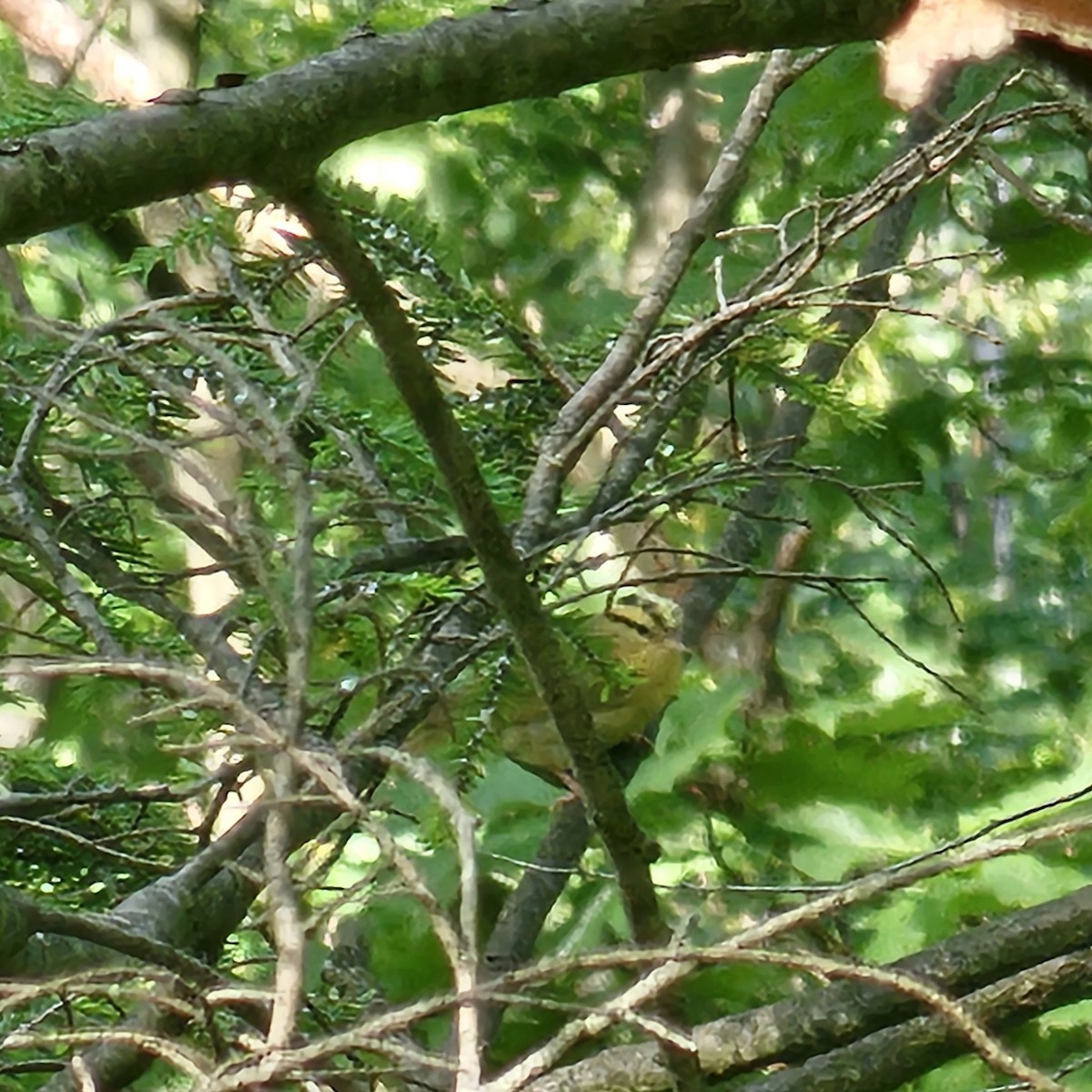 Worm-eating Warbler - ML638226612