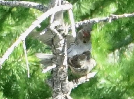 普通朱頂雀 - ML638226613