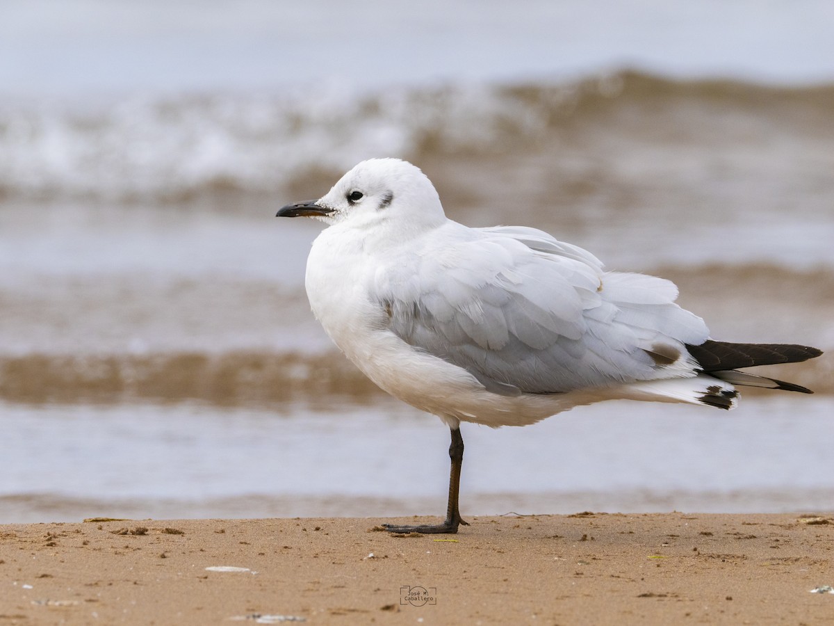Andean Gull - ML638226649