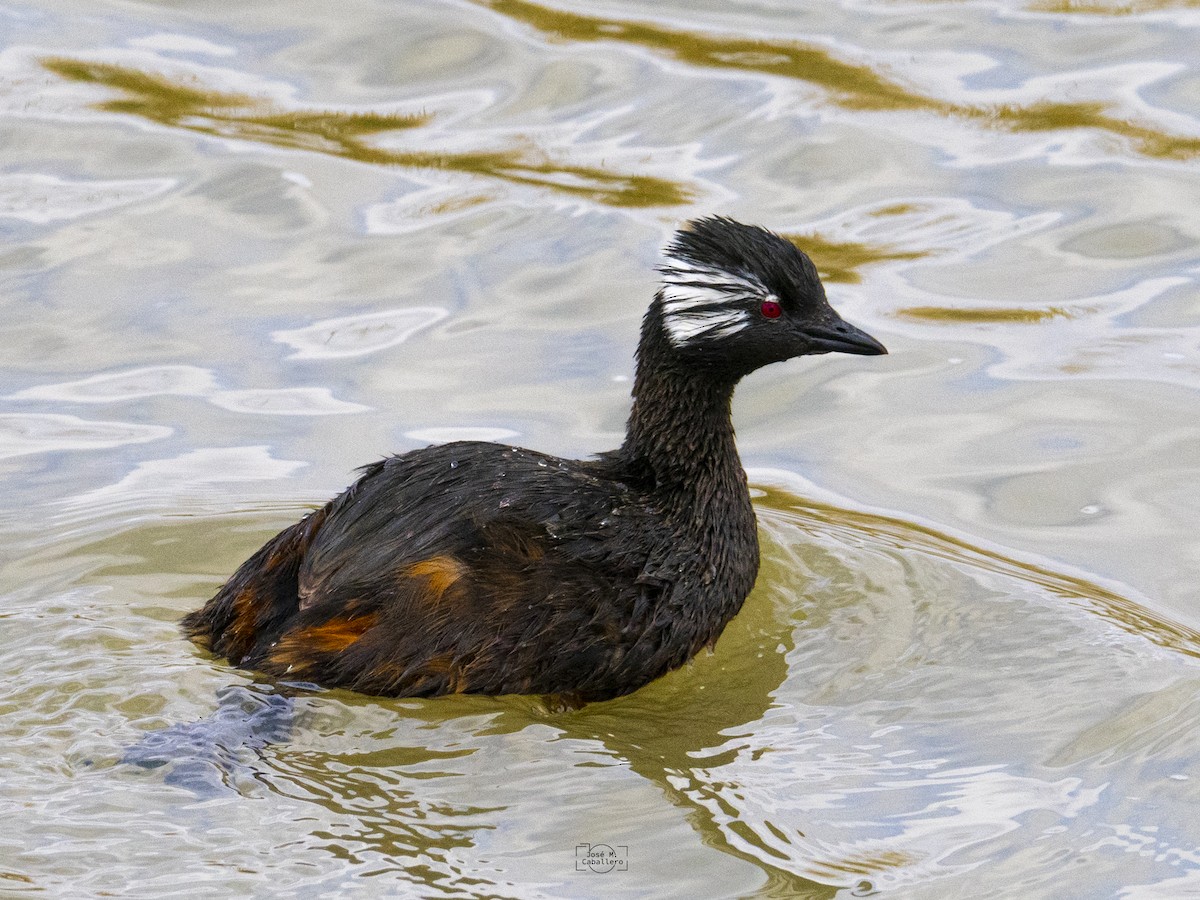 White-tufted Grebe - ML638226683