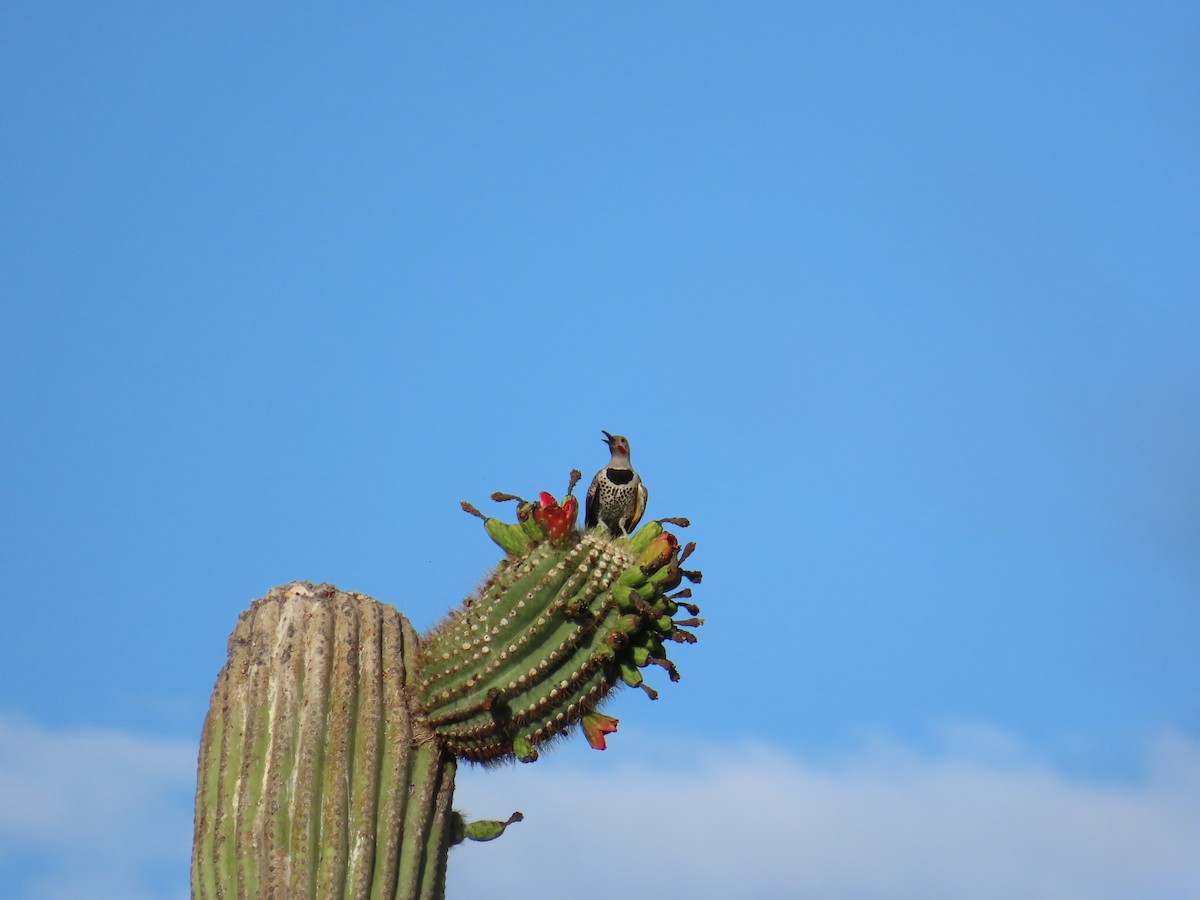 Gilded Flicker - ML638226700