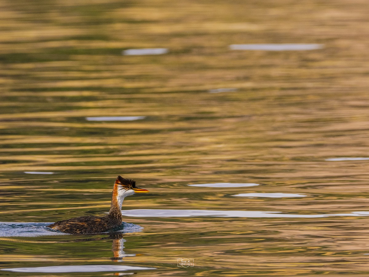 Titicaca Grebe - ML638226710