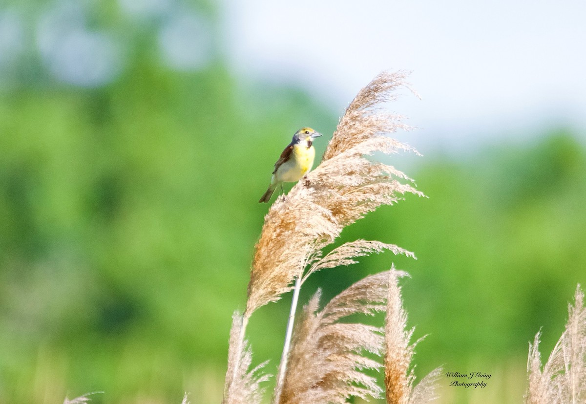 Dickcissel - ML638226712