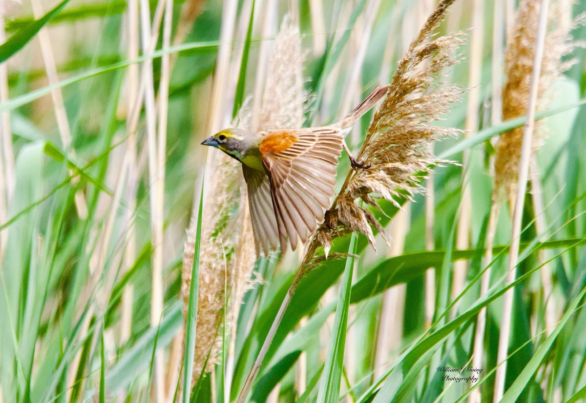 Dickcissel - ML638226713