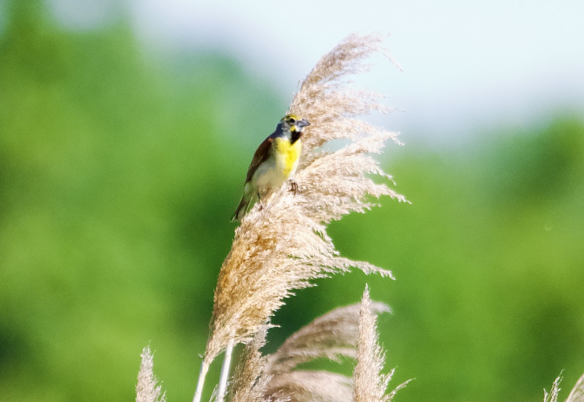 Dickcissel - ML638226714