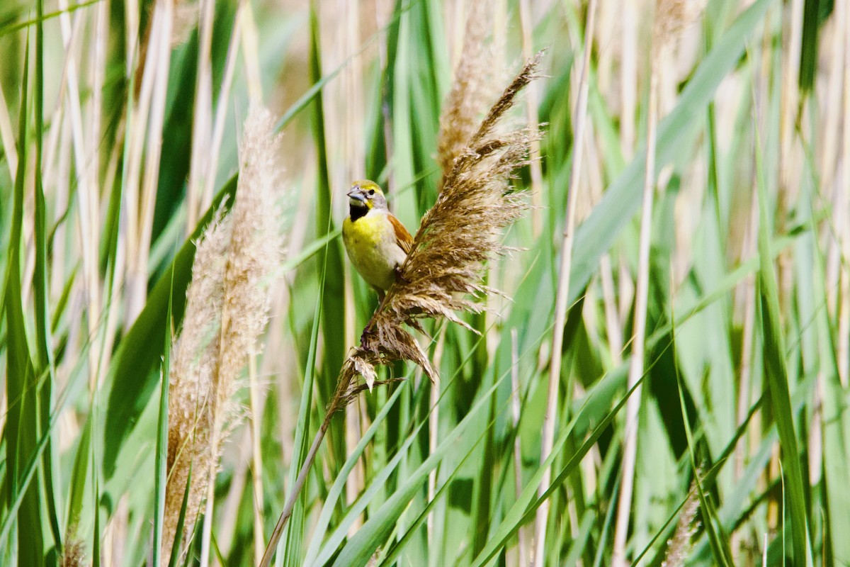 Dickcissel - ML638226715
