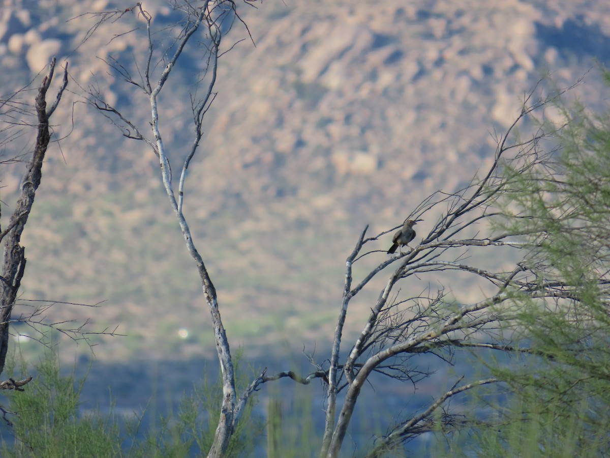Canyon Towhee - ML638226719
