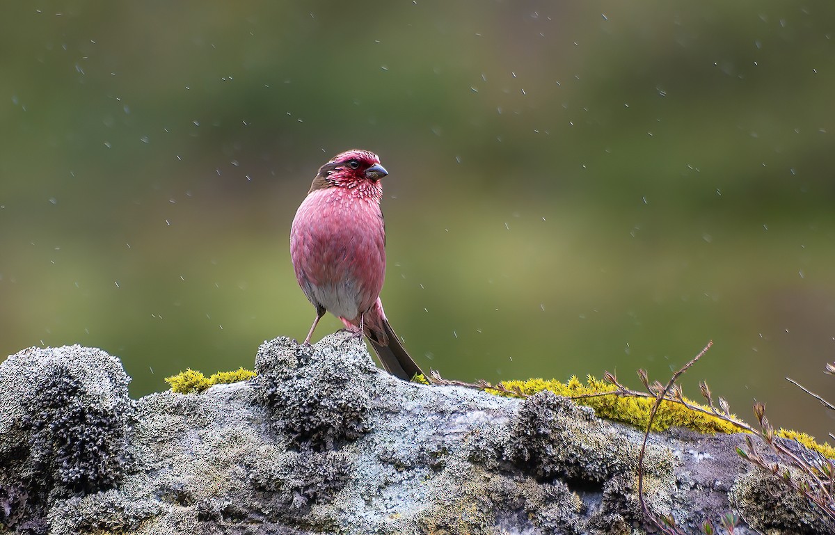 Himalayan White-browed Rosefinch - ML638226733