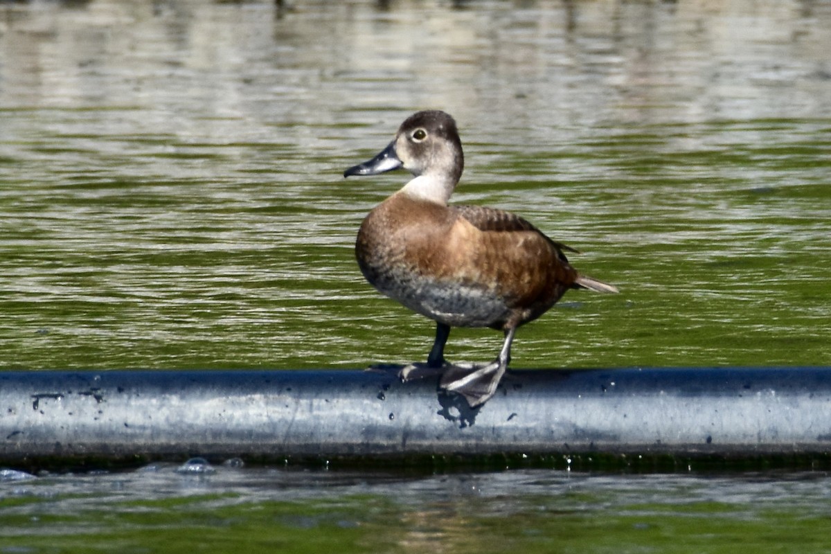 Ring-necked Duck - ML638226751