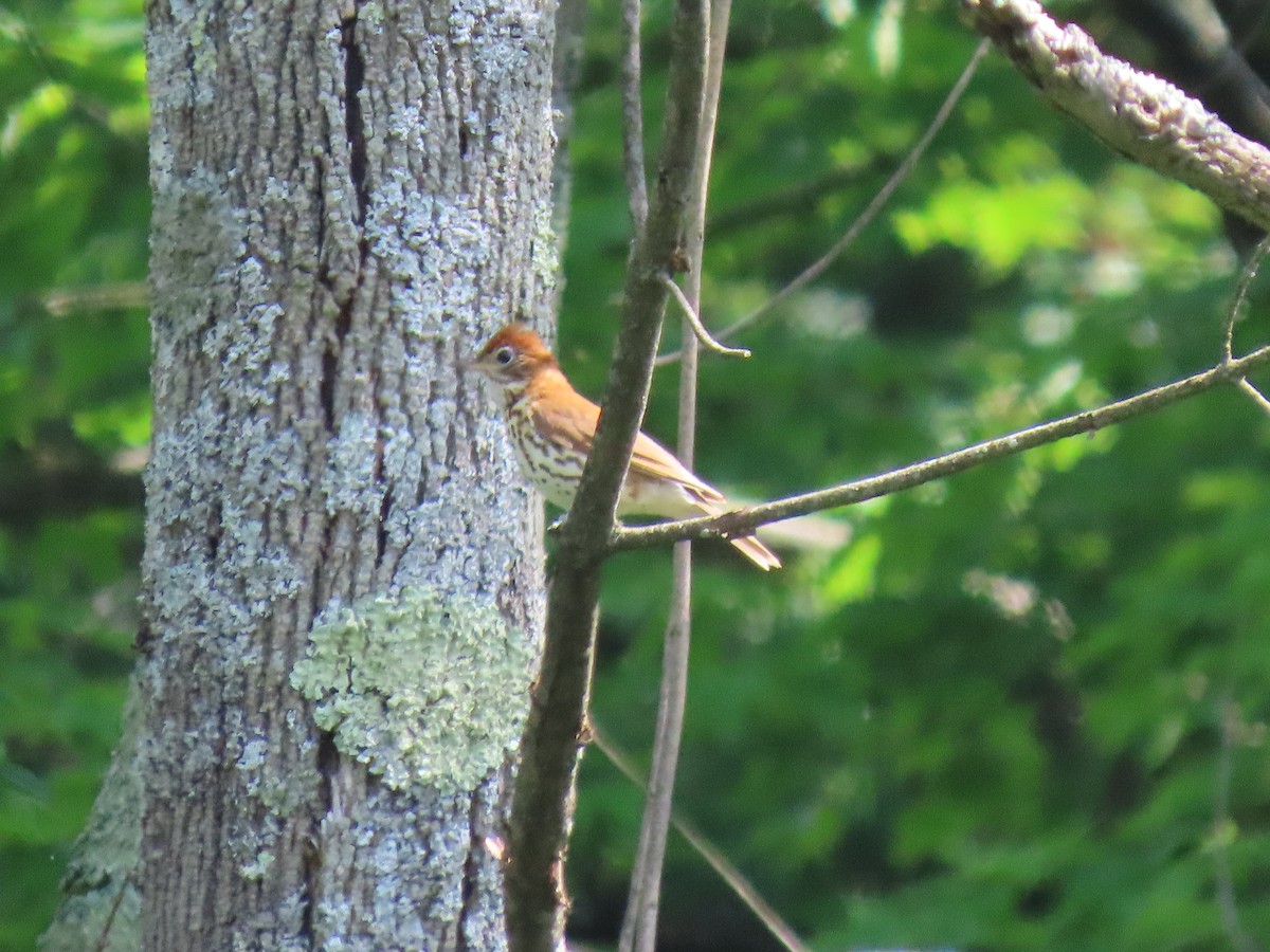 Wood Thrush - ML638226784
