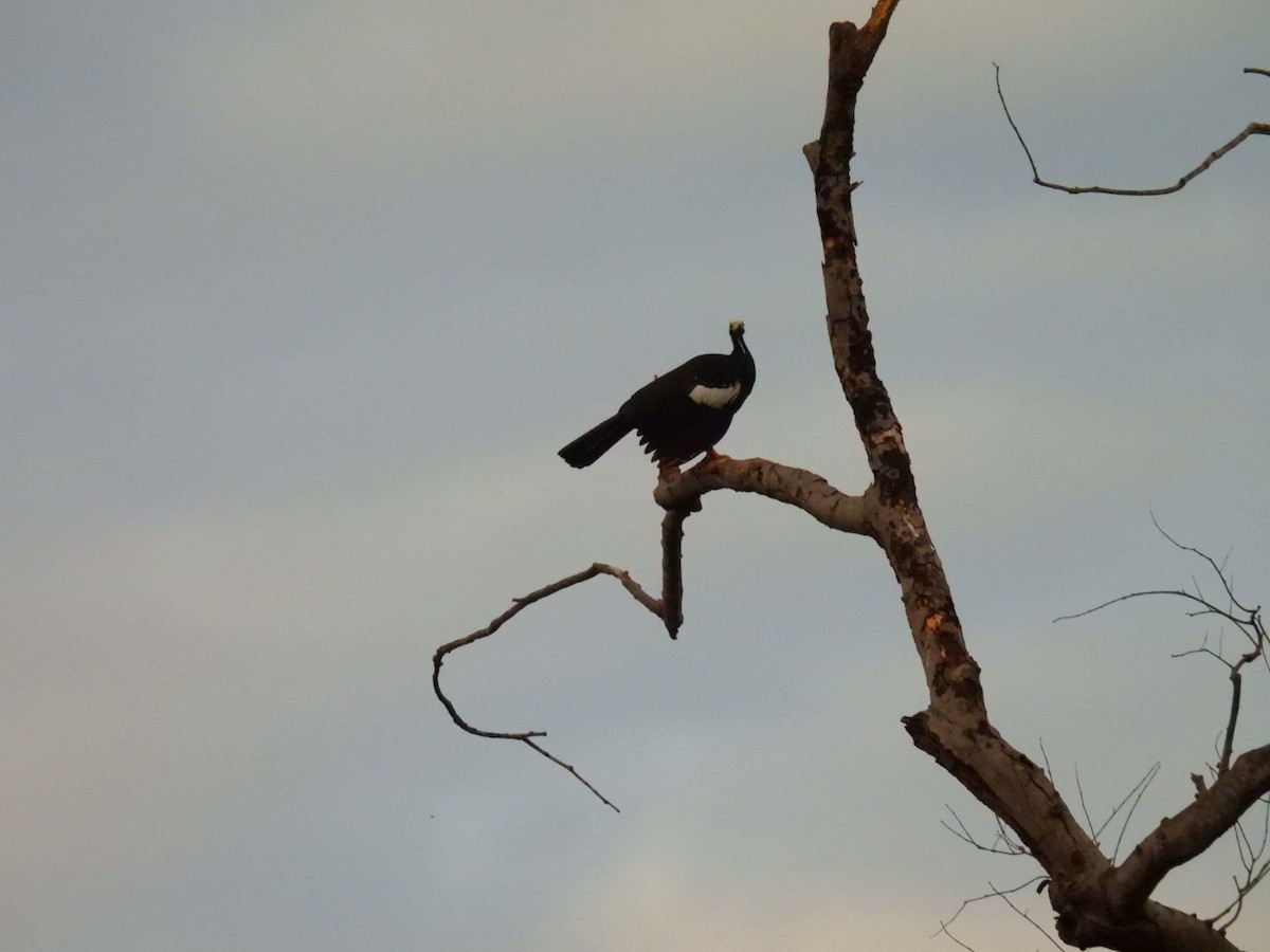 White-throated Piping-Guan - ML638226798