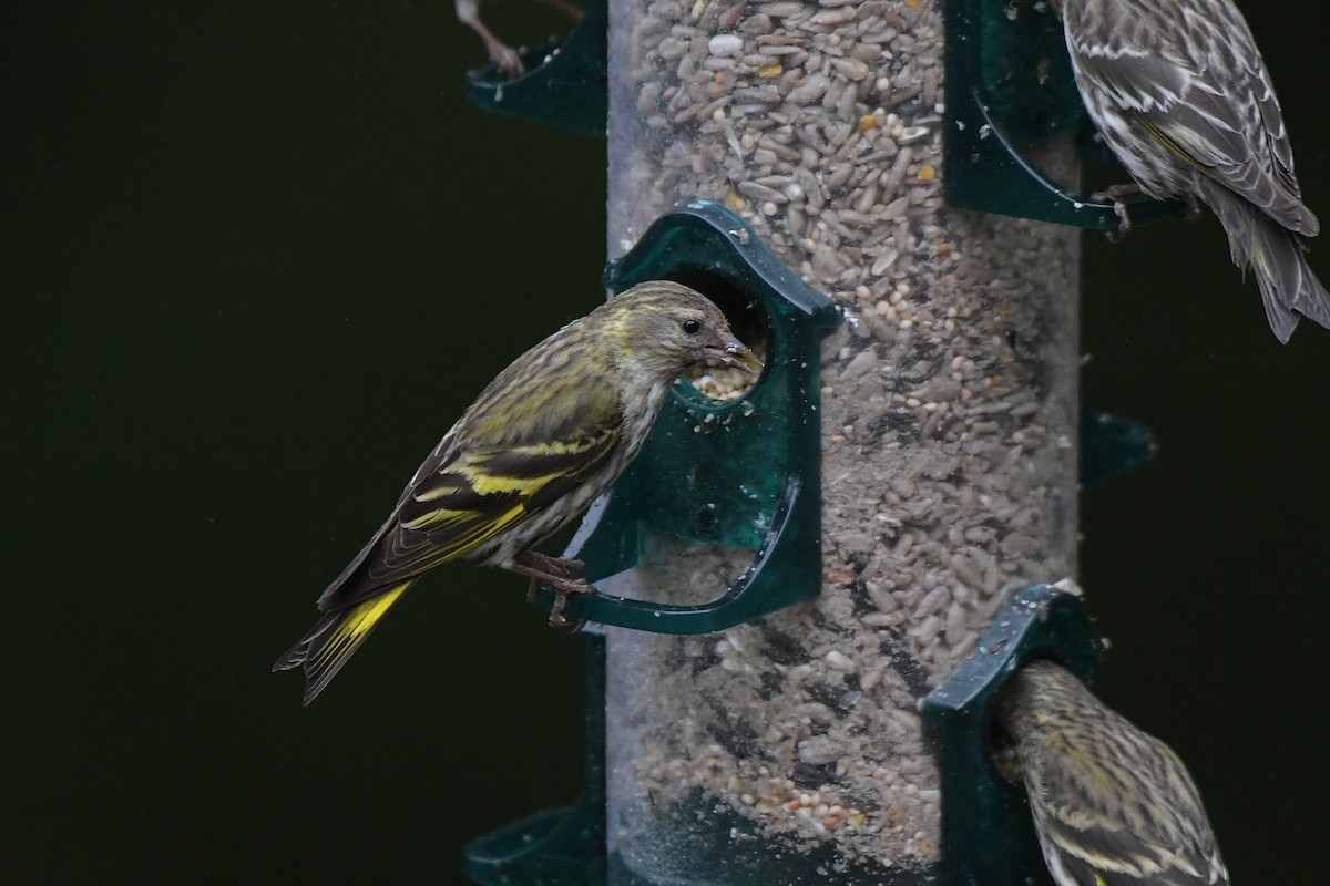 Pine Siskin (green morph) - ML638226810