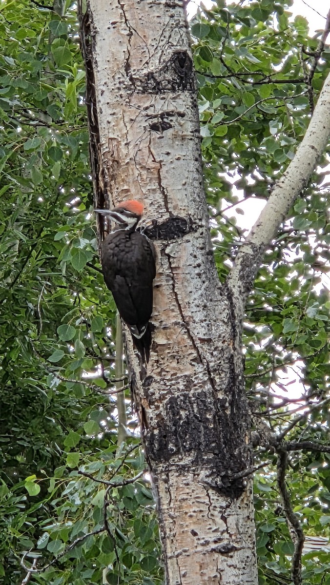 Helmspecht - ML638226812