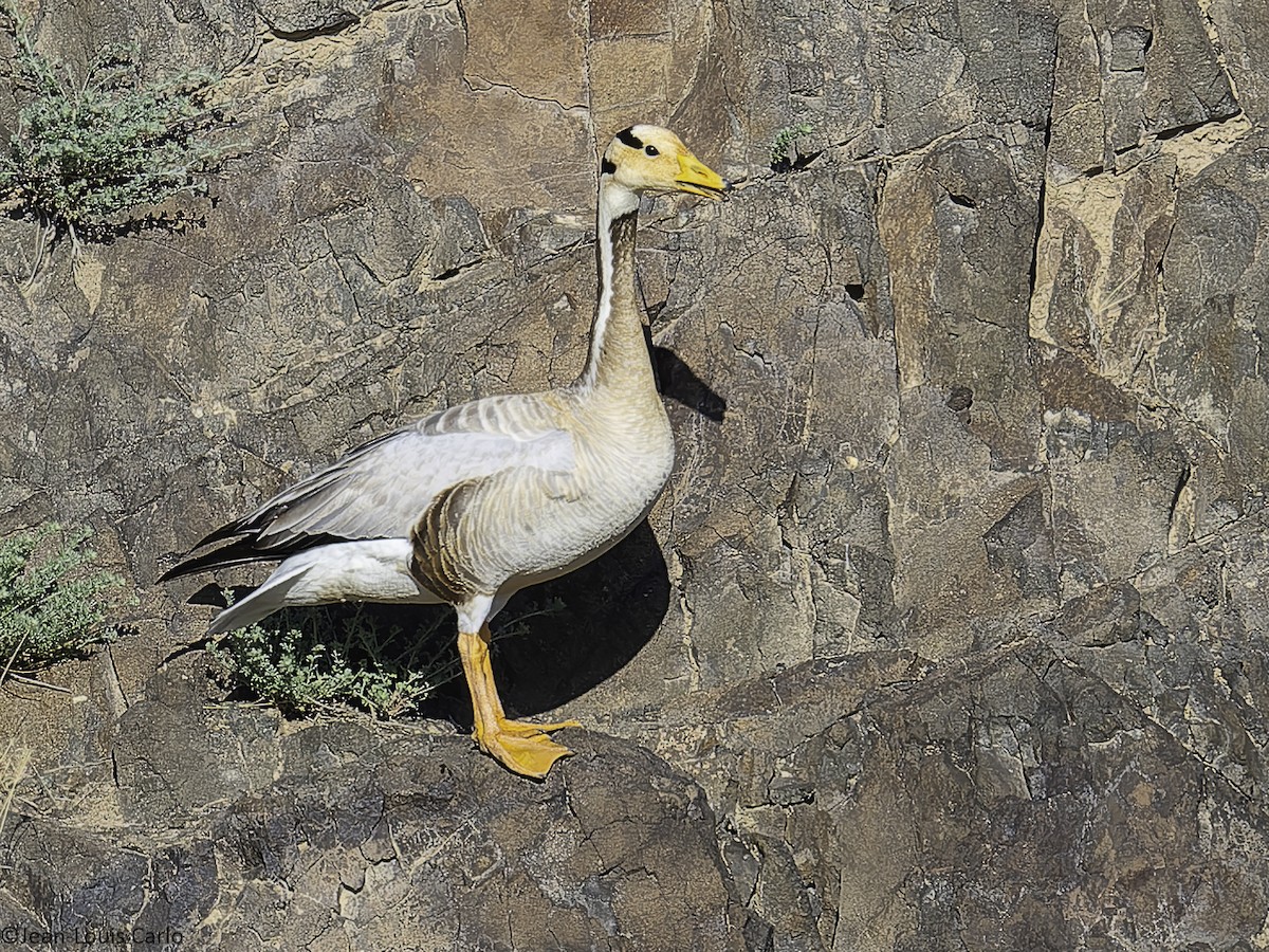 Bar-headed Goose - ML638226826