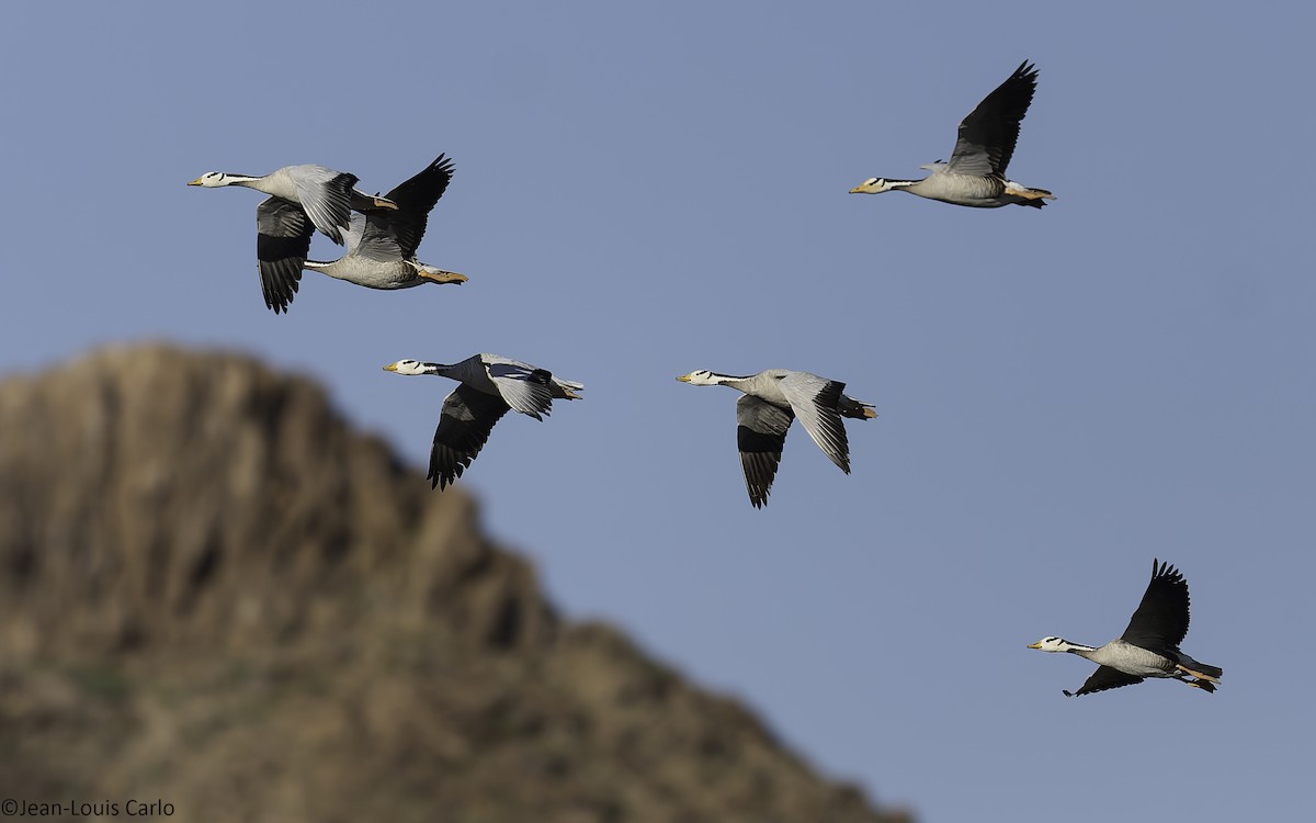 Bar-headed Goose - ML638226829