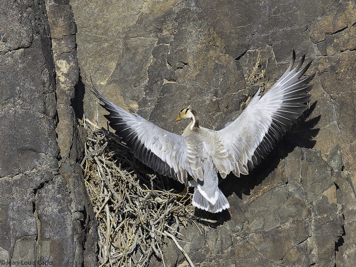 Bar-headed Goose - ML638226831