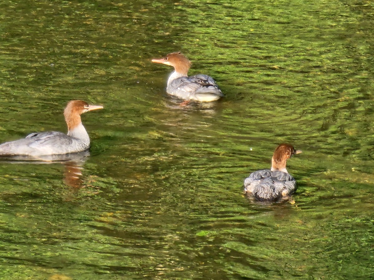Common Merganser - ML638226833