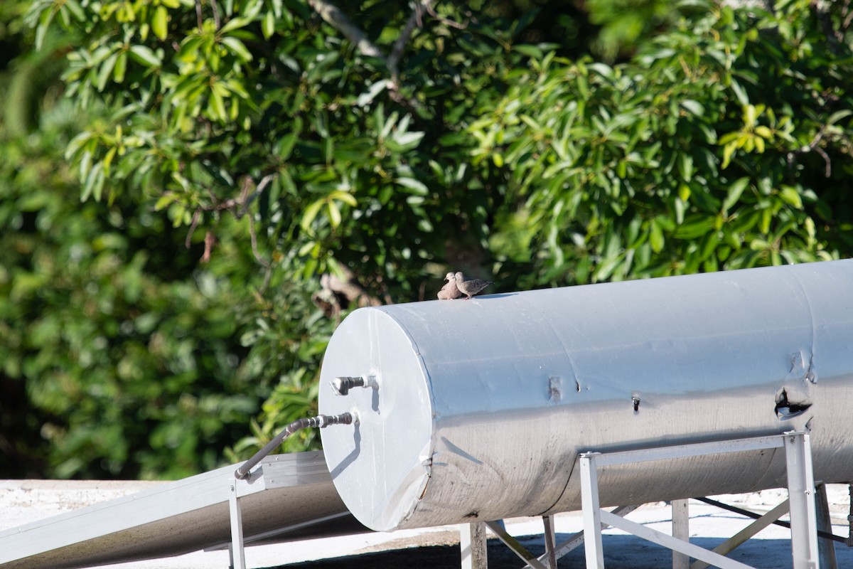 Common Ground Dove - ML638226835