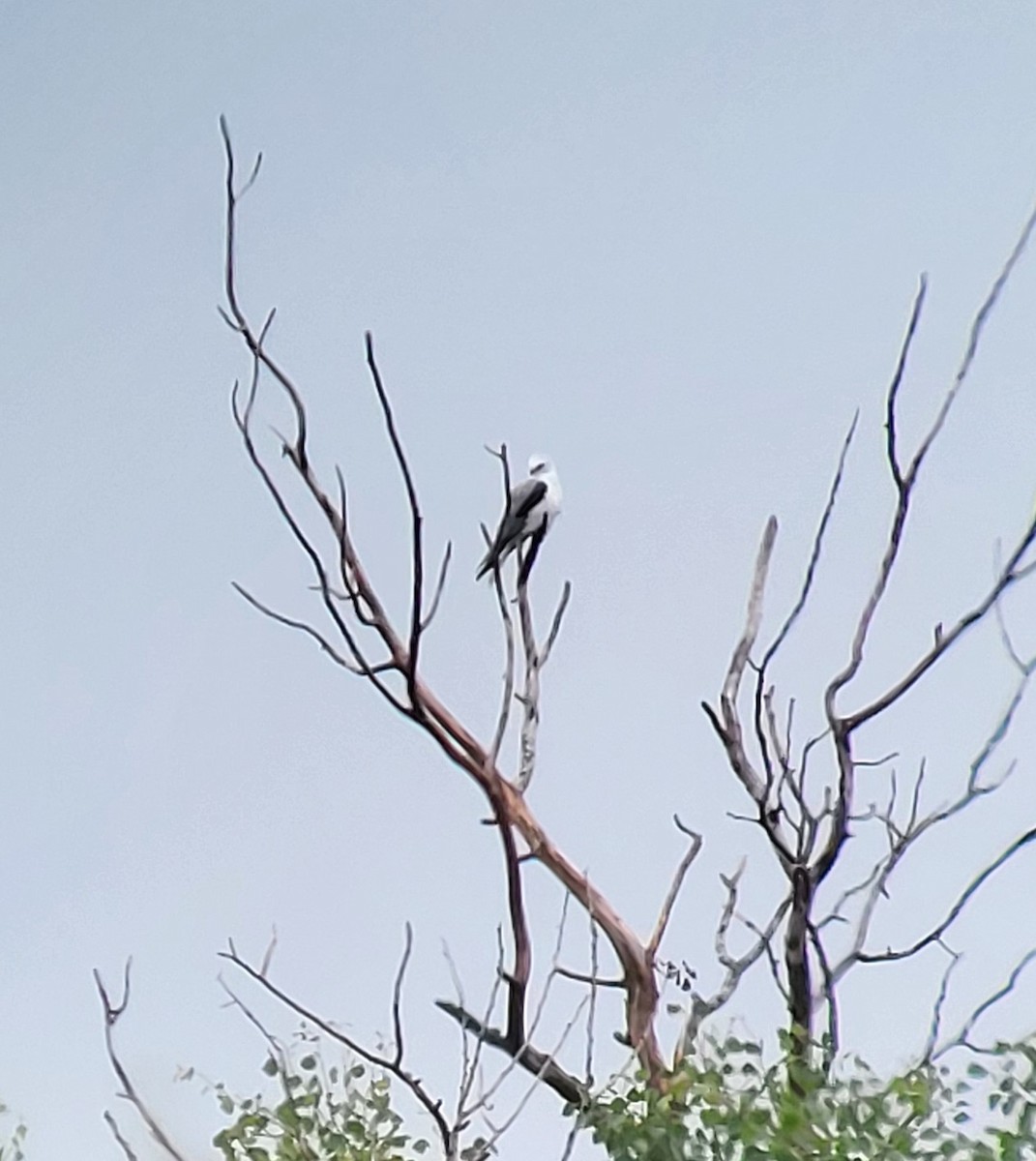 White-tailed Kite - ML638226836