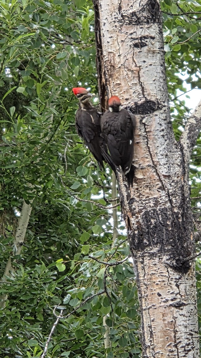 Helmspecht - ML638226852