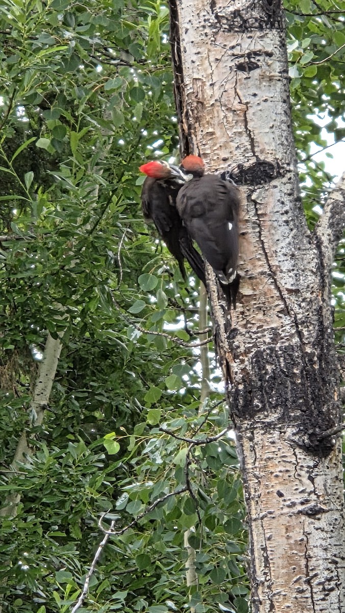 Helmspecht - ML638226853