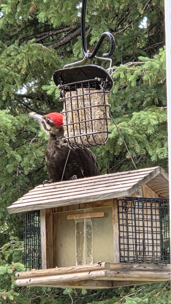 Helmspecht - ML638226854