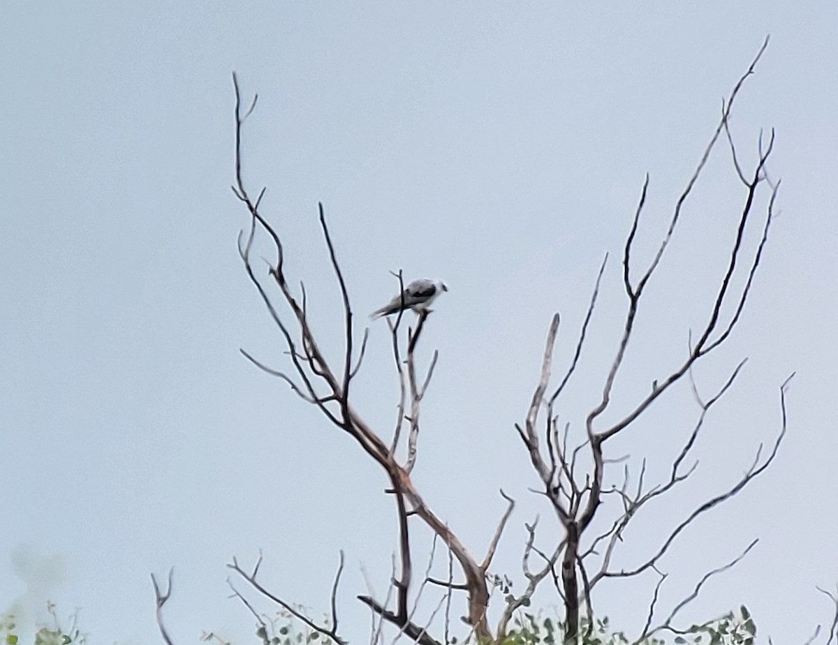 White-tailed Kite - ML638226866