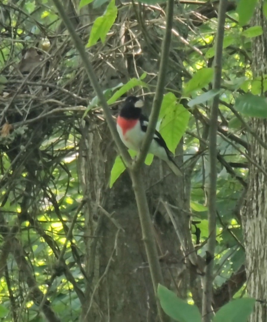 Rose-breasted Grosbeak - ML638226876