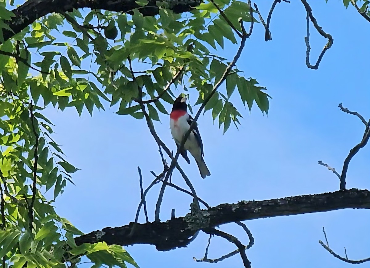 Rose-breasted Grosbeak - ML638226879