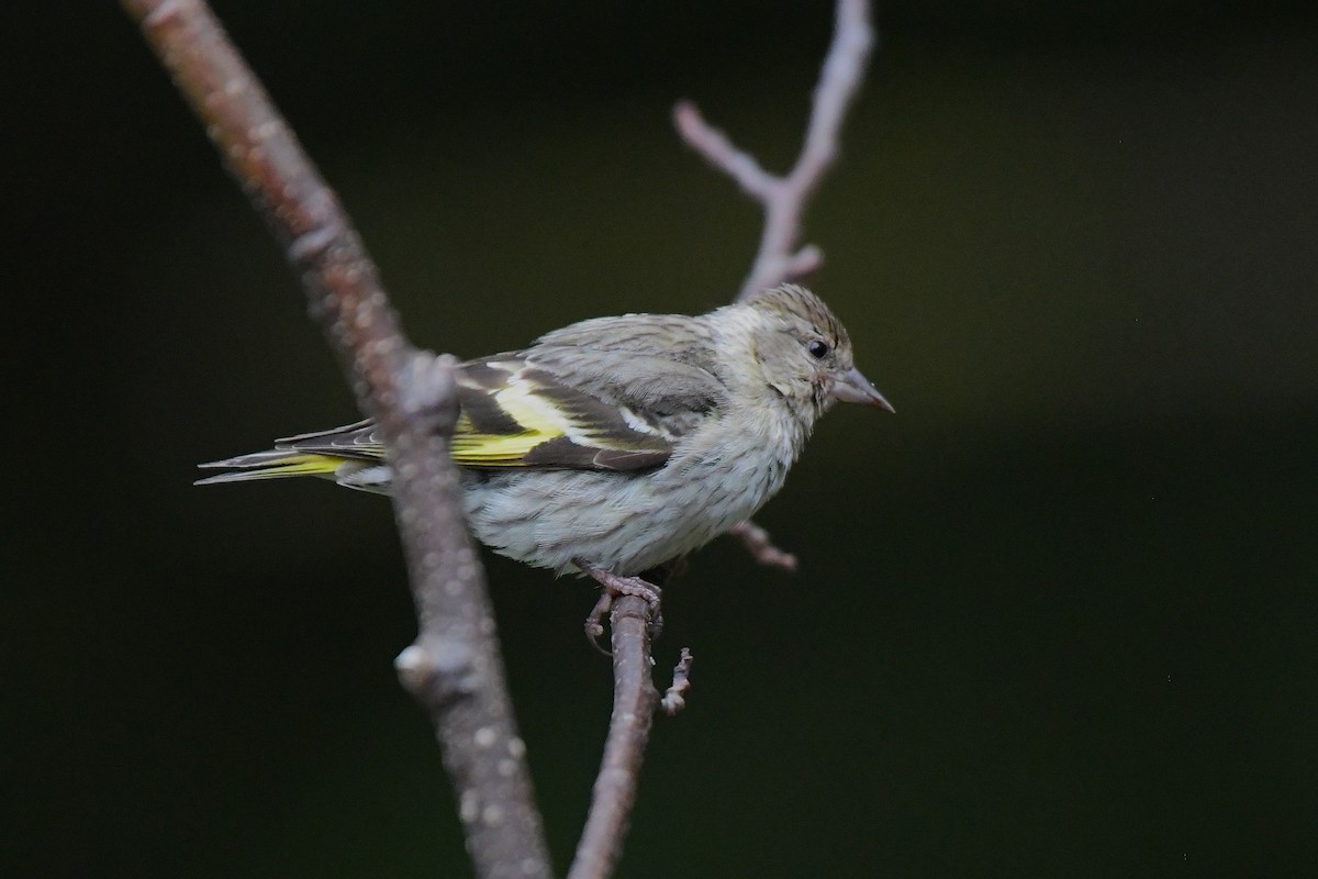 Pine Siskin - ML638226887