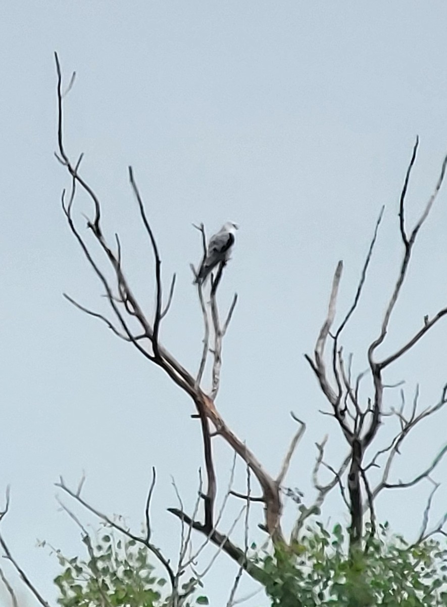 White-tailed Kite - ML638226893