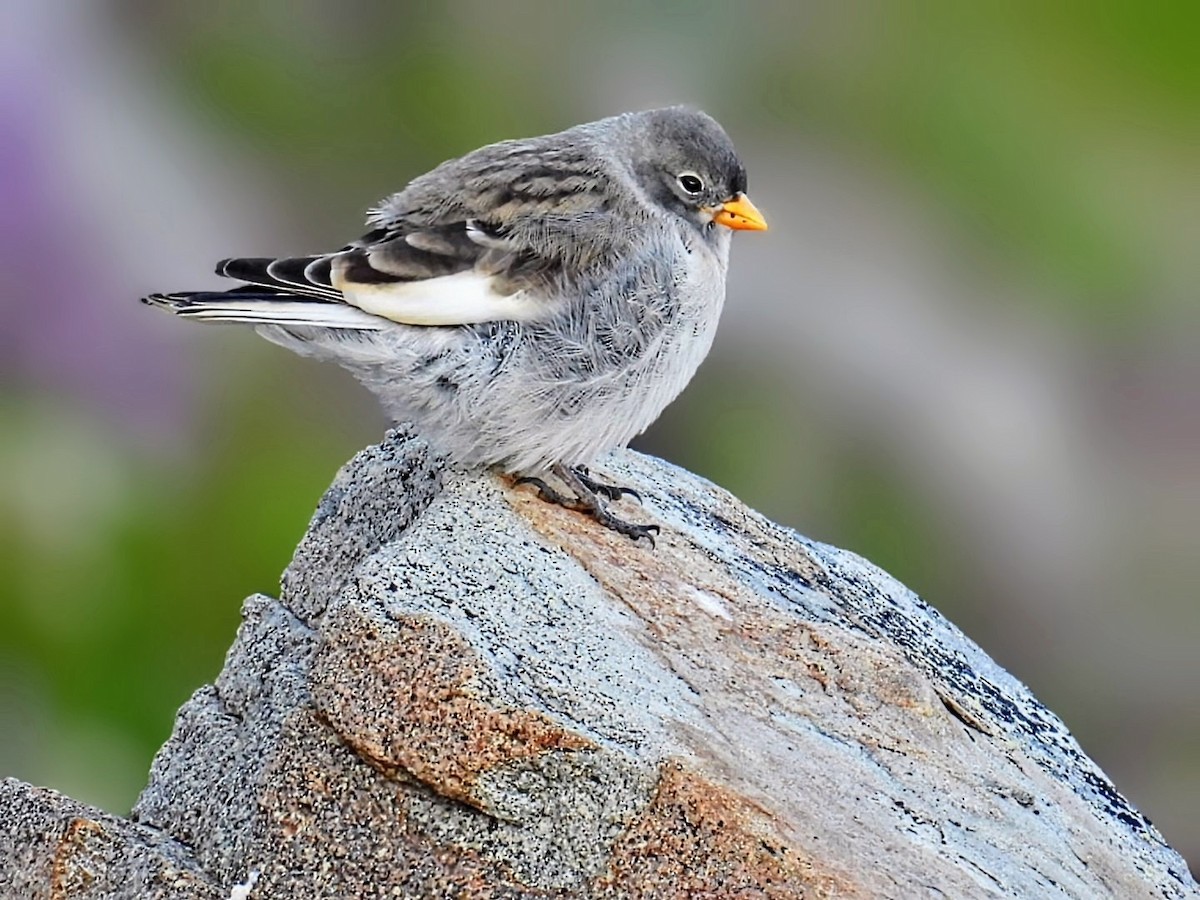 White-winged Snowfinch - ML638226903