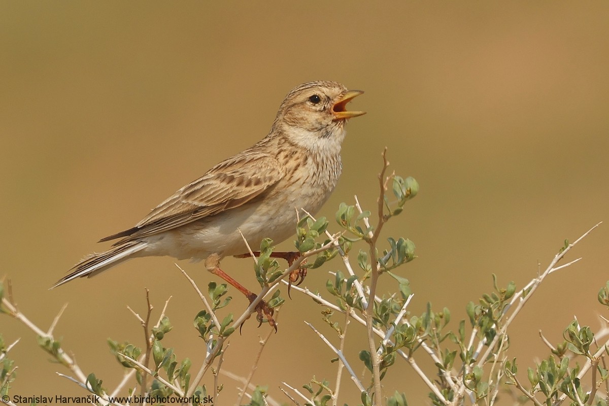 Asian Short-toed Lark - ML638226905