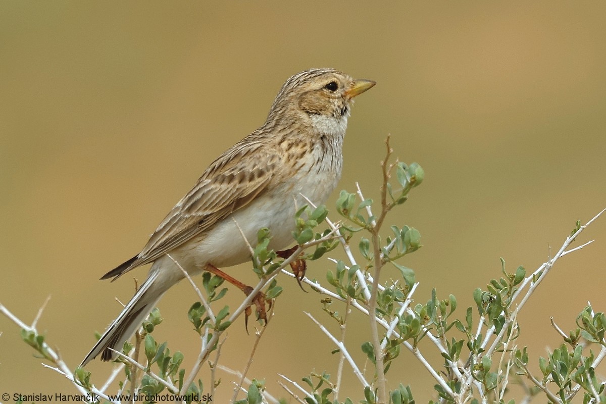 Asian Short-toed Lark - ML638226906