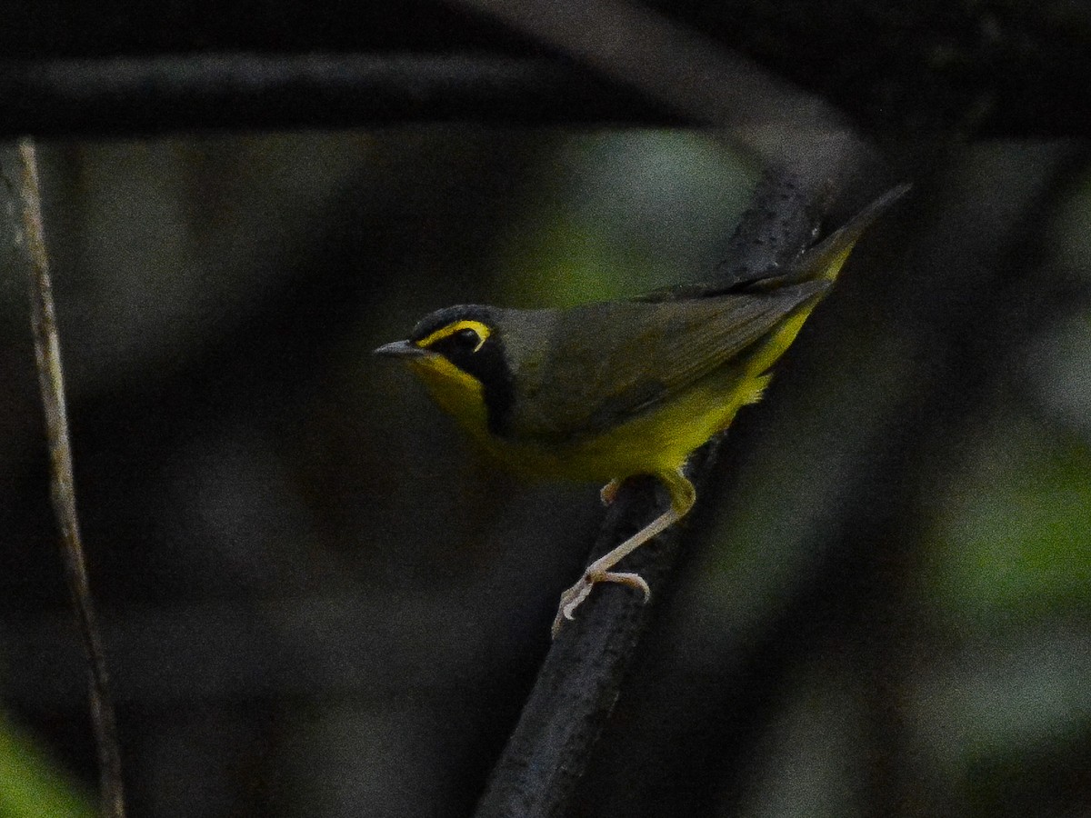 Kentucky Warbler - ML638226911