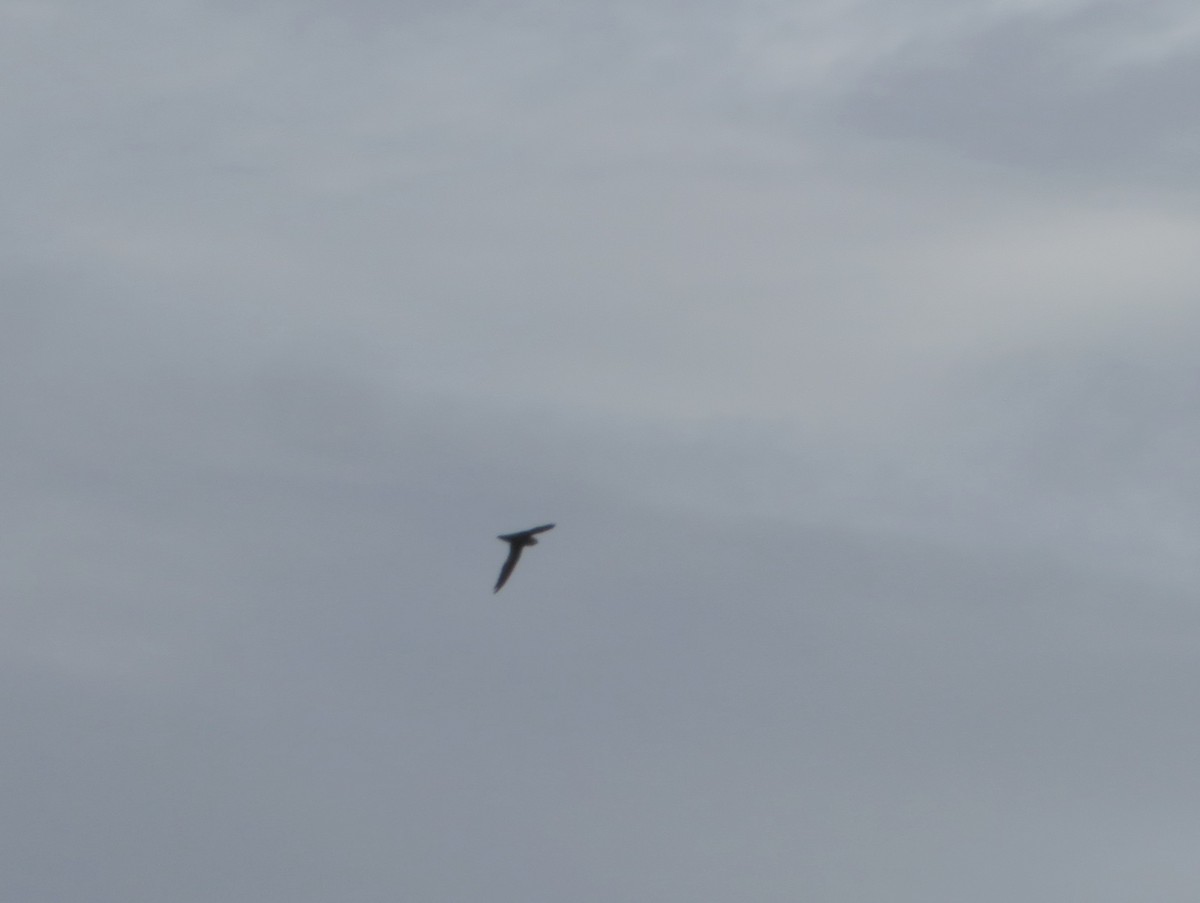 Chimney Swift - ML638226918