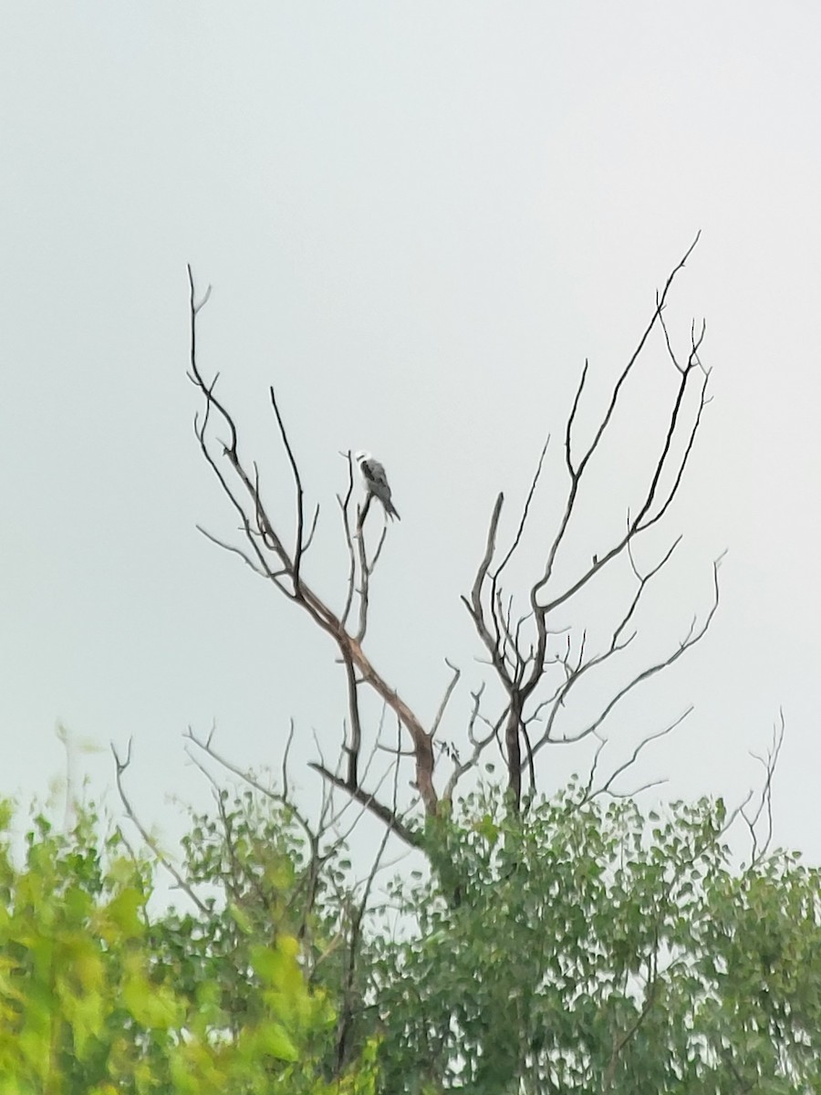 White-tailed Kite - ML638226922