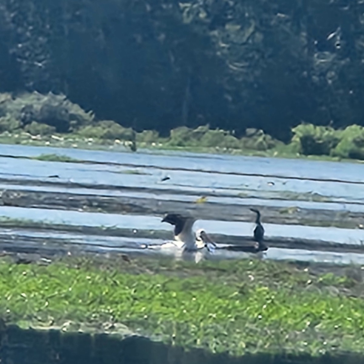 American White Pelican - ML638226963
