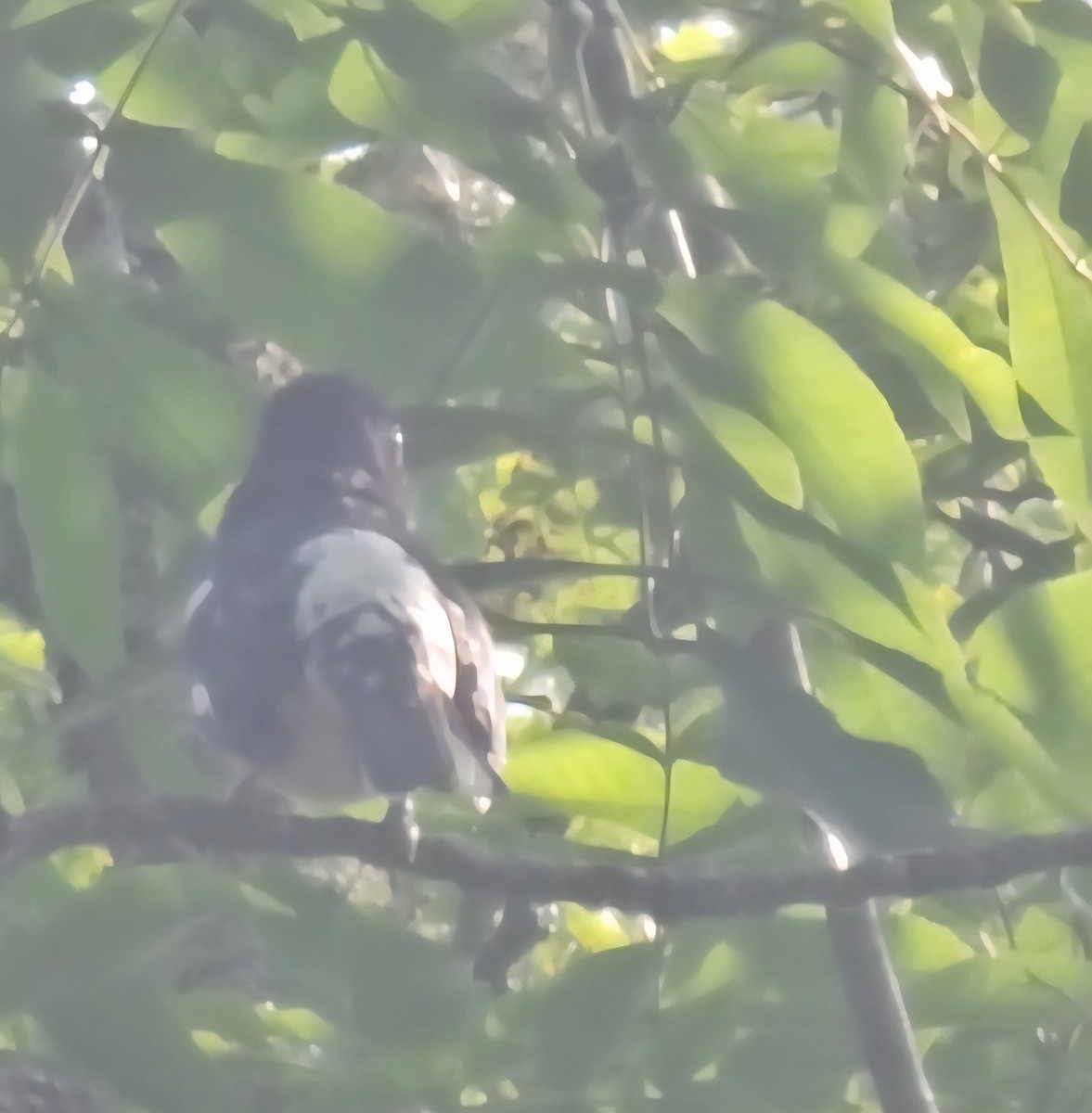 Rose-breasted Grosbeak - ML638226965