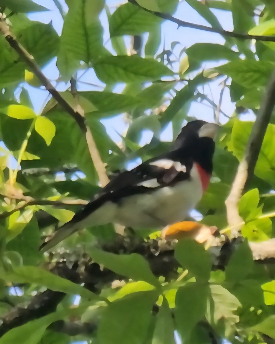 Rose-breasted Grosbeak - ML638226966