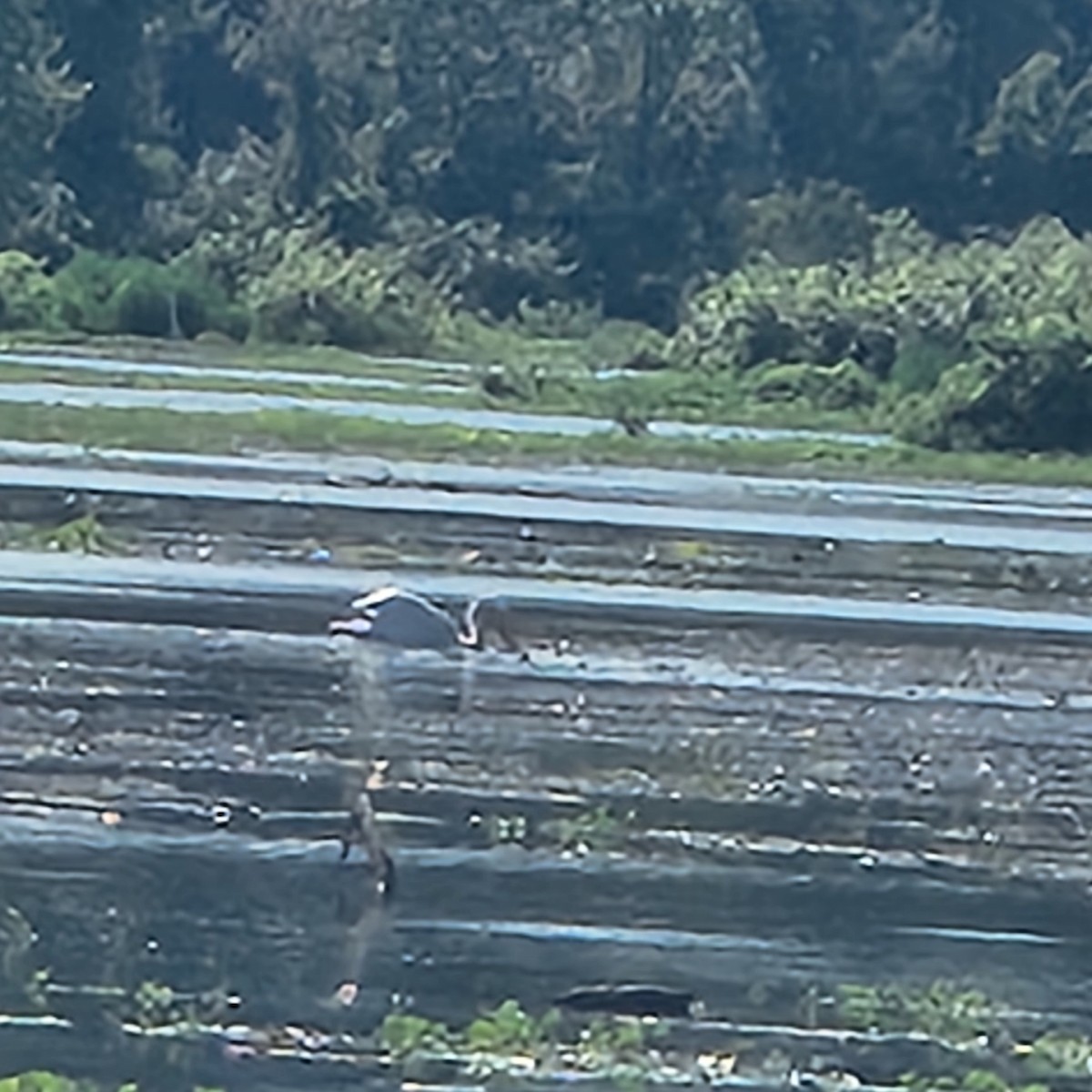 American White Pelican - ML638226969
