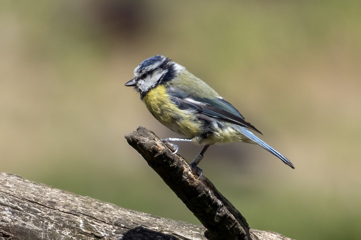 Eurasian Blue Tit - ML638226976
