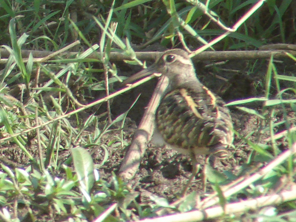 Greater Painted-Snipe - ML638226984