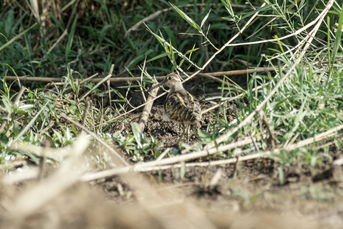 Greater Painted-Snipe - ML638226988