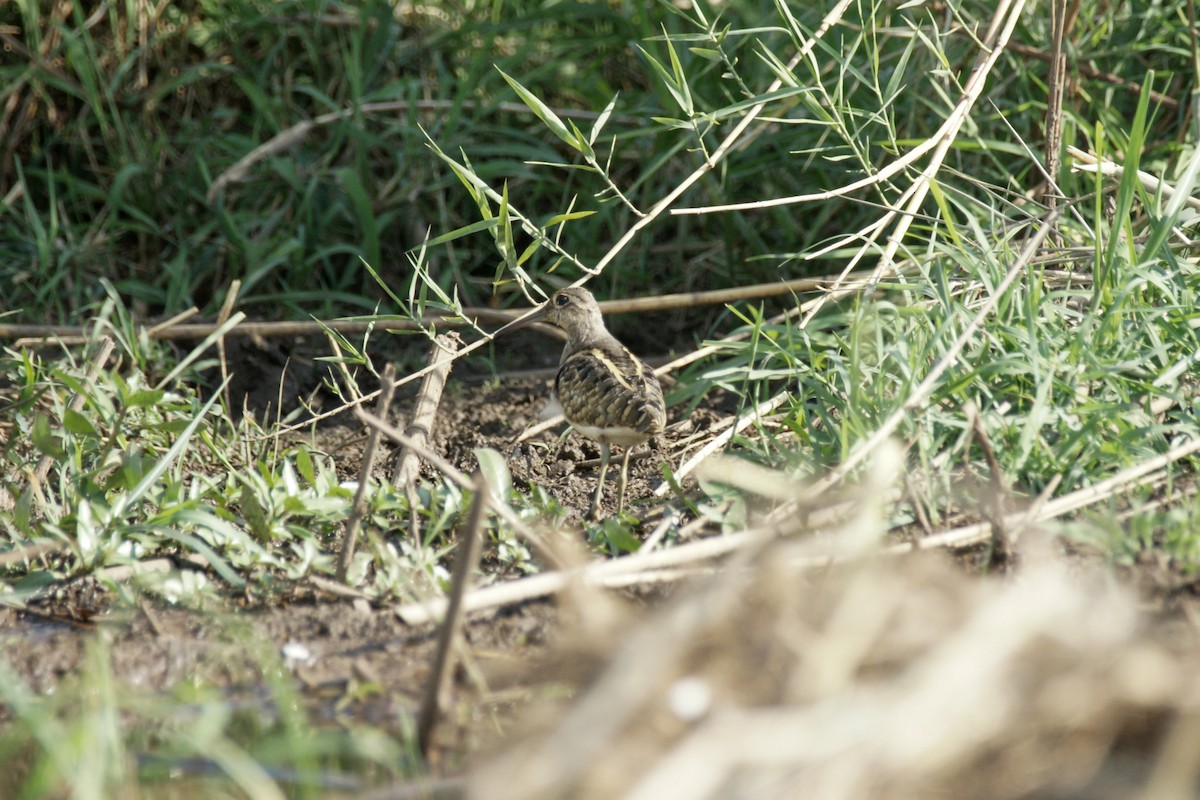 Greater Painted-Snipe - ML638226989