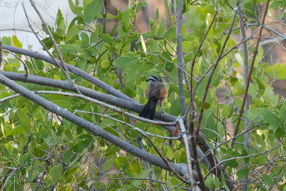 Brown-crowned Tchagra - ML638226996