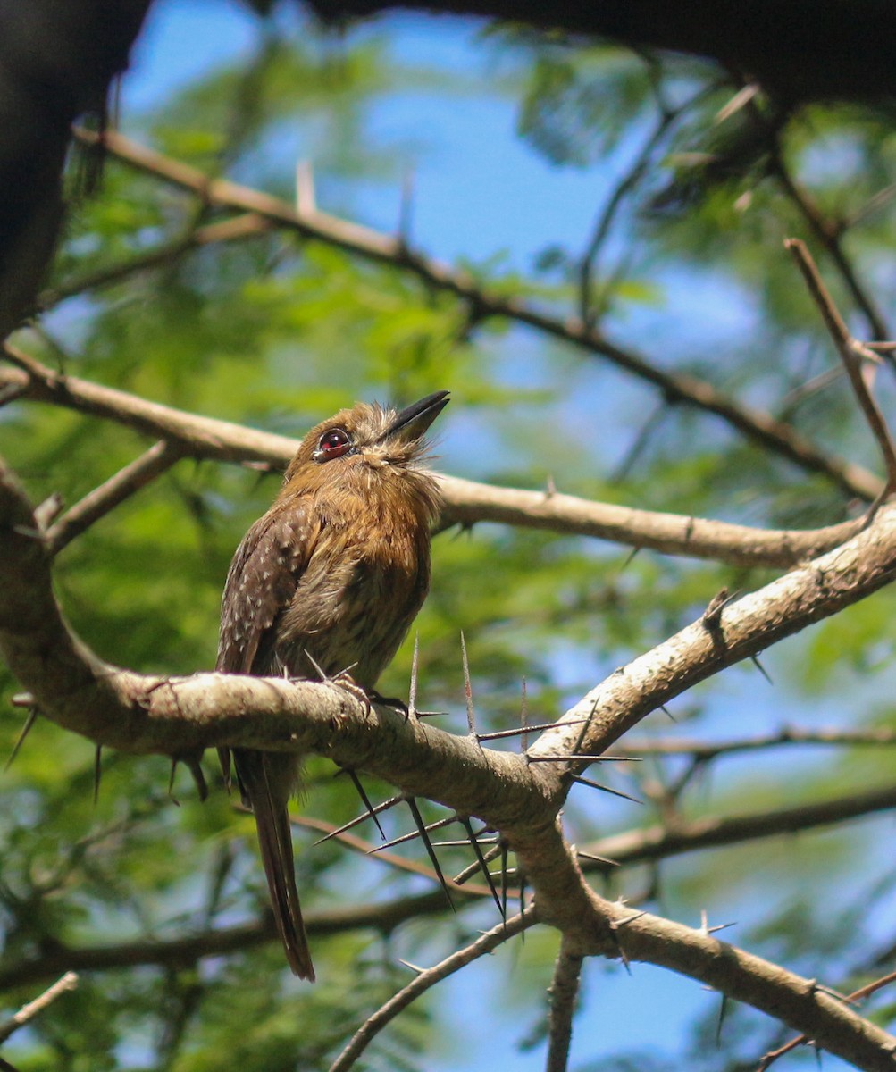 Moustached Puffbird - ML638227005