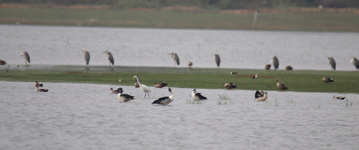 Knob-billed Duck - ML638227014